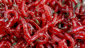 Живая приманка мотыль